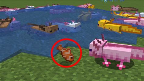 What Do Axolotls Eat In Minecraft Youtube