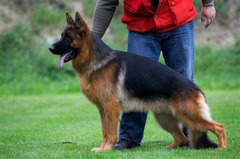 Church village, rhondda cynon taf. 100% West German Showline German Shepherd Puppies AKC ...