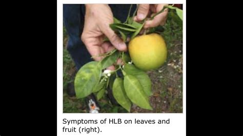 Citrus Devastating Disease Asian Citrus Psyllid And Huanglongbing