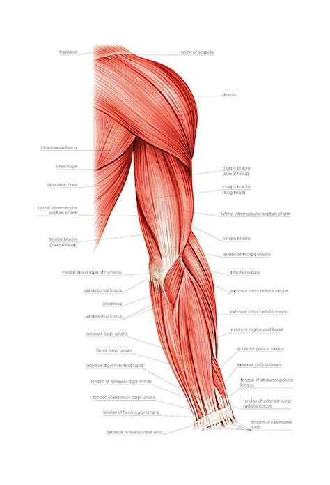 The pectoralis major, shown in the next drawing in both anterior and lateral views. Muscles Of Right Upper Arm Greeting Card for Sale by ...