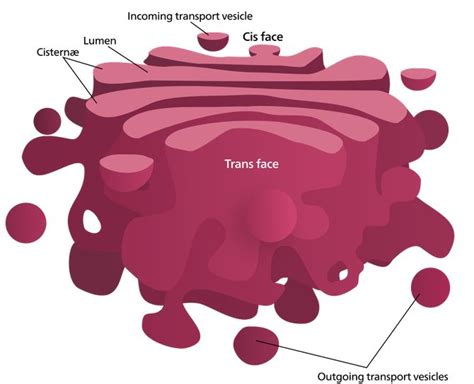Also known as golgi complex, these are piles of flattened sacs (smooth cisternae), layered one above the other and connected to each other. Golgi apparatus | Animal cell, Cell parts, Animal cell parts