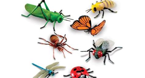 our vanishing world insects