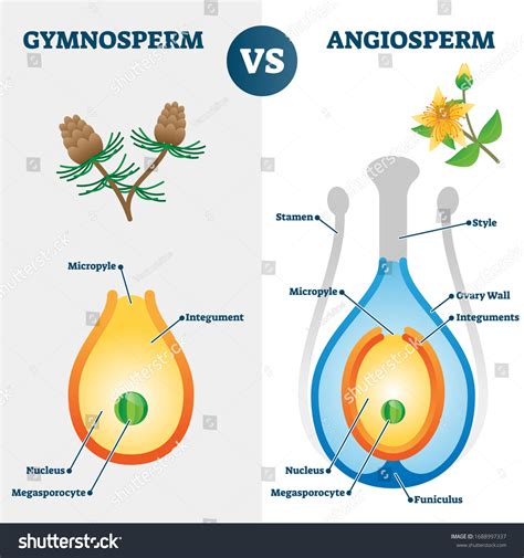 1115 Angiosperm Vs Gymnosperm Images Stock Photos 3d Objects