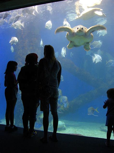 50 Stunning Photos Of Virginia Aquarium Boomsbeat
