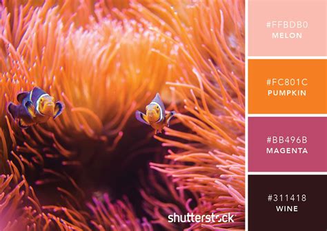101 Color Combinations To Inspire Your Next Design Coral Color