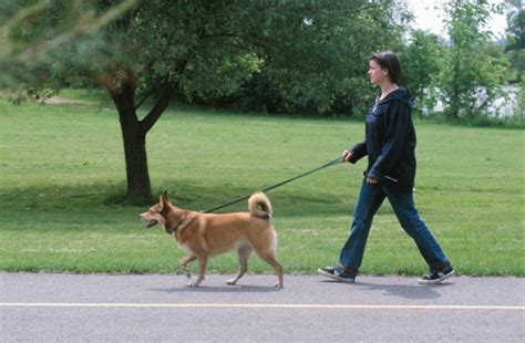 How To Walk A Dog With Cane Top Hiking Trails