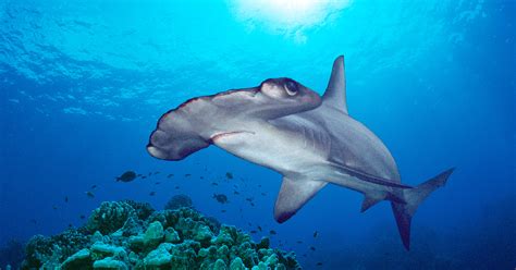 Scientists Discover A Likely Hammerhead Shark Nursery Hakai Magazine