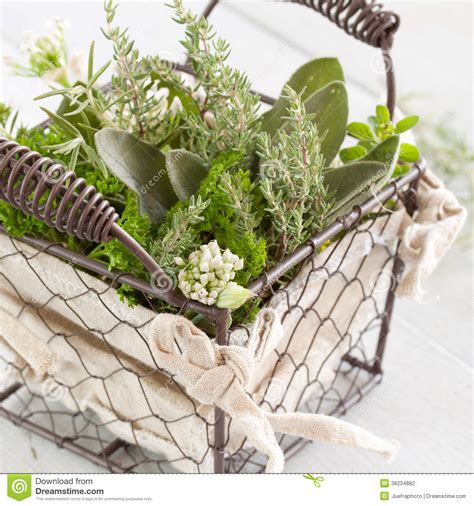 Fresh Kitchen Herbs Stock Photo Image Of Oregano Rosemary 38234882