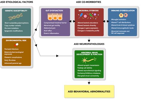 Research Review Autism And The Gut Microbiome Difm