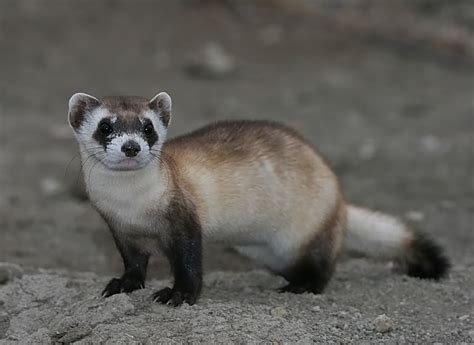 Fascinating Black Footed Ferret Facts
