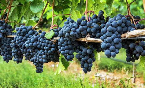 A Row Of Clusters Of Dark Purple Grapes Hanging On The Vine Stock