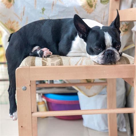 17 Historical Facts About Boston Terriers You Might Not Know Page 5