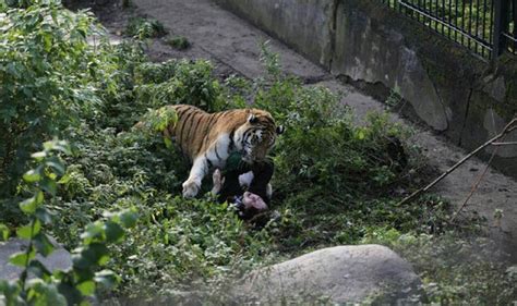 Russian Zookeeper Mauled By Tiger In Front Of Shocked
