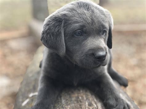English Akc Lab Breeder Located In Oklahoma We Want Your Puppy To Have