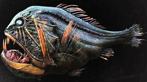 5 Amazing Deep Sea Creatures Youtube