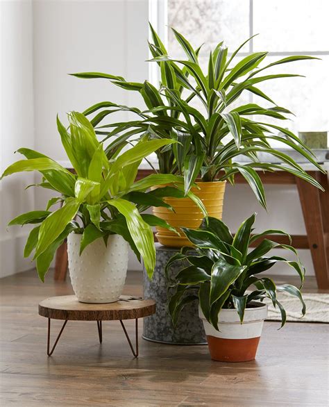 Try These 23 Easy To Grow Houseplants With Low Watering Needs Low