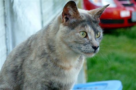 Dora The Explorer Dilute Tortie Cat ~ The Feral Life Cat Blog Cats