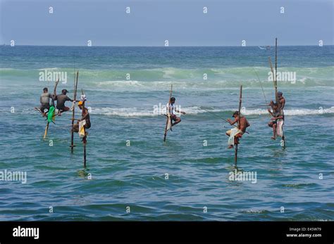 Traditional Fishermen Of Weligama Seated On Long Poles Fishing With