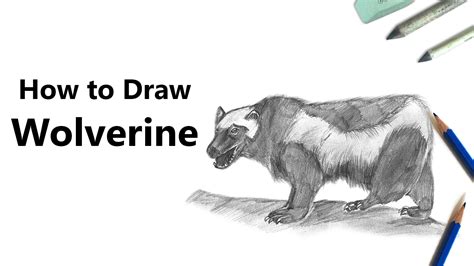 Trends For Cute Wolverine Animal Drawing Wallpaper