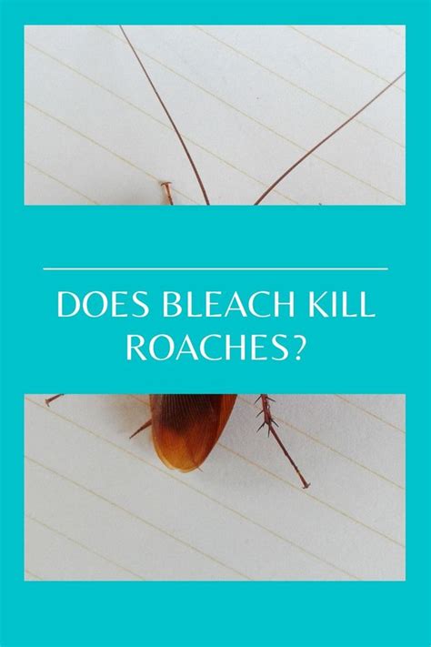 Does Bleach Kill Roaches Kill Roaches Bleach Roaches