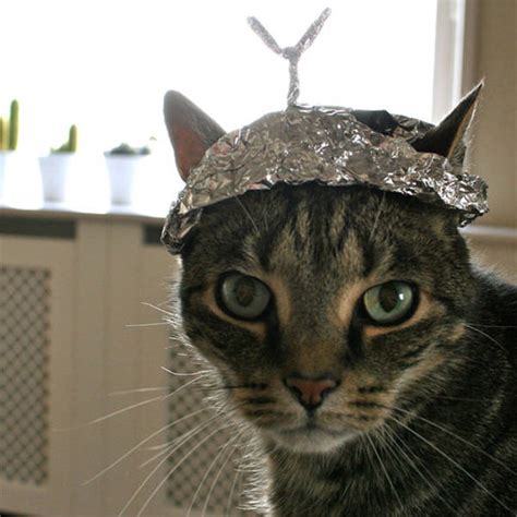 Protect Your Cat With A Tinfoil Hat 21 Pics