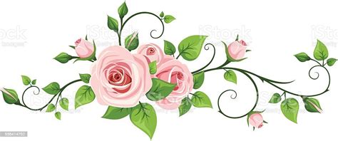 Pink Rose Vine Vector Illustration Stock Illustration Download Image