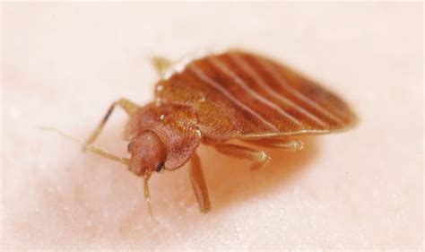 Bed Bug Bites How To Check For Parasites In Your House Uk