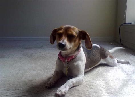 Rat Terrier Beagle Mix For Sale