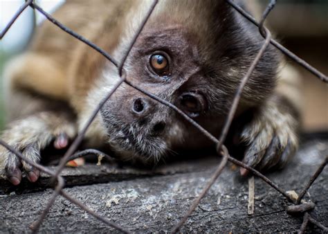 Especies Que MÁs Sufren Maltrato Animal La Verdad Noticias