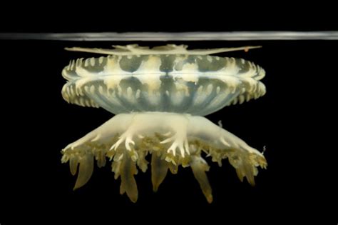 Upside Down Jellyfish Gulf Specimen Marine Lab St Charles