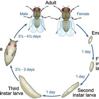 Drosophila Life Cycle Pdf Frankie Wheat