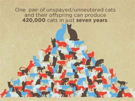 Has been serving the los angeles area for 35 years. Low Cost Vet Care Services | Dallas Pets Alive!