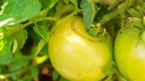 The Reason Your Tomatoes Are Splitting And How To Stop It Tomato Bible
