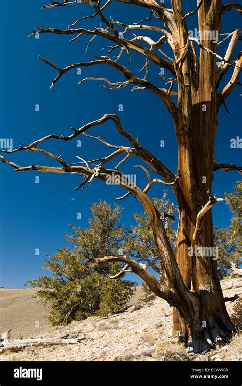 The Schulman Grove In The Ancient Bristlecone Pine Forest In The Inyo