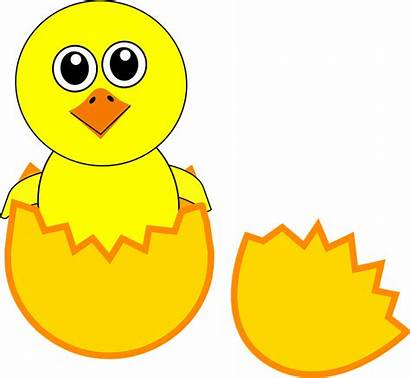 Chick Egg Hatching Shell Broken Vector Pixabay