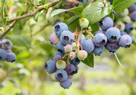 Your Complete Guide To Growing Blueberries Best Pick Reports