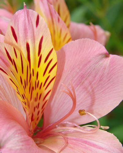 55 Stunningly Beautiful Flower Photographs Apn Photography