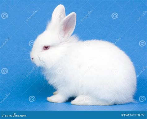 Cute White Baby Rabbit Stock Photography Image 8528172