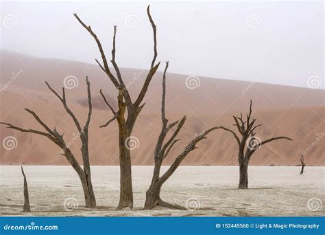 Dead Tree In Deadvlei Namib Naukluft National Park Namibia Stock