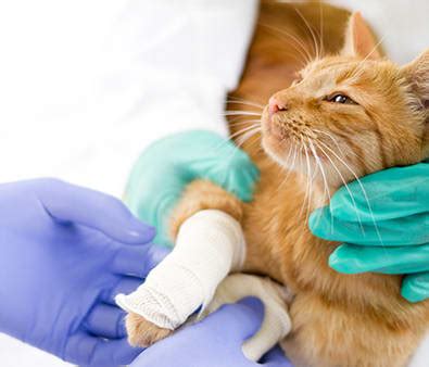 There is no remedy for this kind of leg injury, except amputation. Does my cat have a broken leg? | Animal Emergency Center ...
