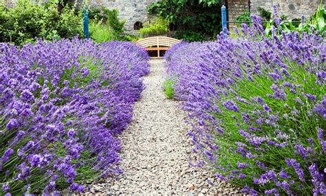 72 Lavender Plug Plants Lavender Plant