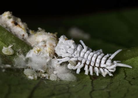 Are you finding tiny white bugs on plant leaves? Garden Radio Round Up March 11 - 12
