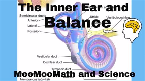 Inner Ear Balance Youtube
