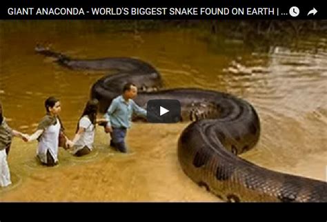 Giant Anaconda Worlds Biggest Snake Found On Earth Largest Snake