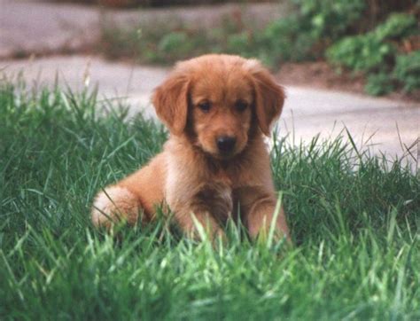 English golden retriever female, available soon annapolis, maryland. golden retreiver - how could you not love that face ...