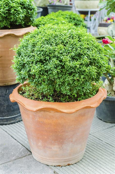 Evergreen Container Plants Learn About Container Grown