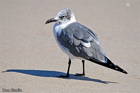 Laughing Gull Imagine Our Florida Inc