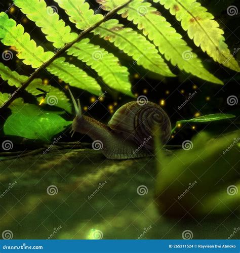 Snail Fern Leaf Nature Flaming Leaf Animal Firefly Stock Photo