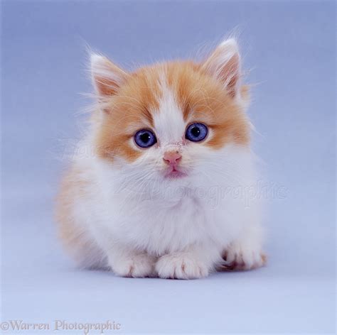 Pictures Of White Kittens With Blue Eyes Pictures Of