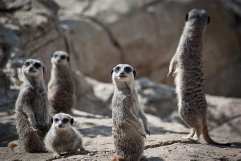 Top 10 Interesting Facts About Meerkats Depth World